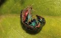 30 Hedychrum rutilans f Stalberg De Hamert_resize